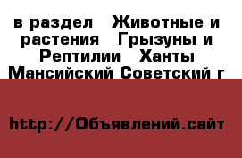  в раздел : Животные и растения » Грызуны и Рептилии . Ханты-Мансийский,Советский г.